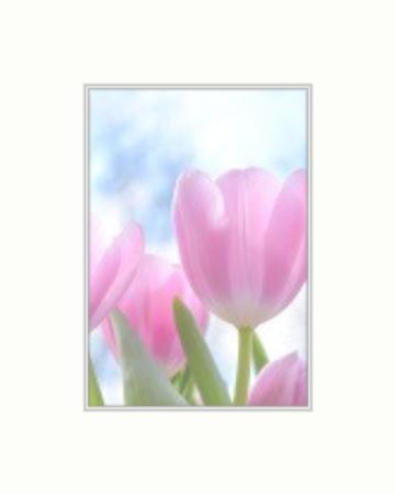 Conservation Thick White Core