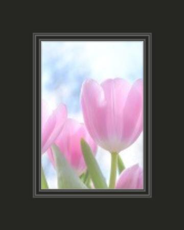 Conservation Black Core